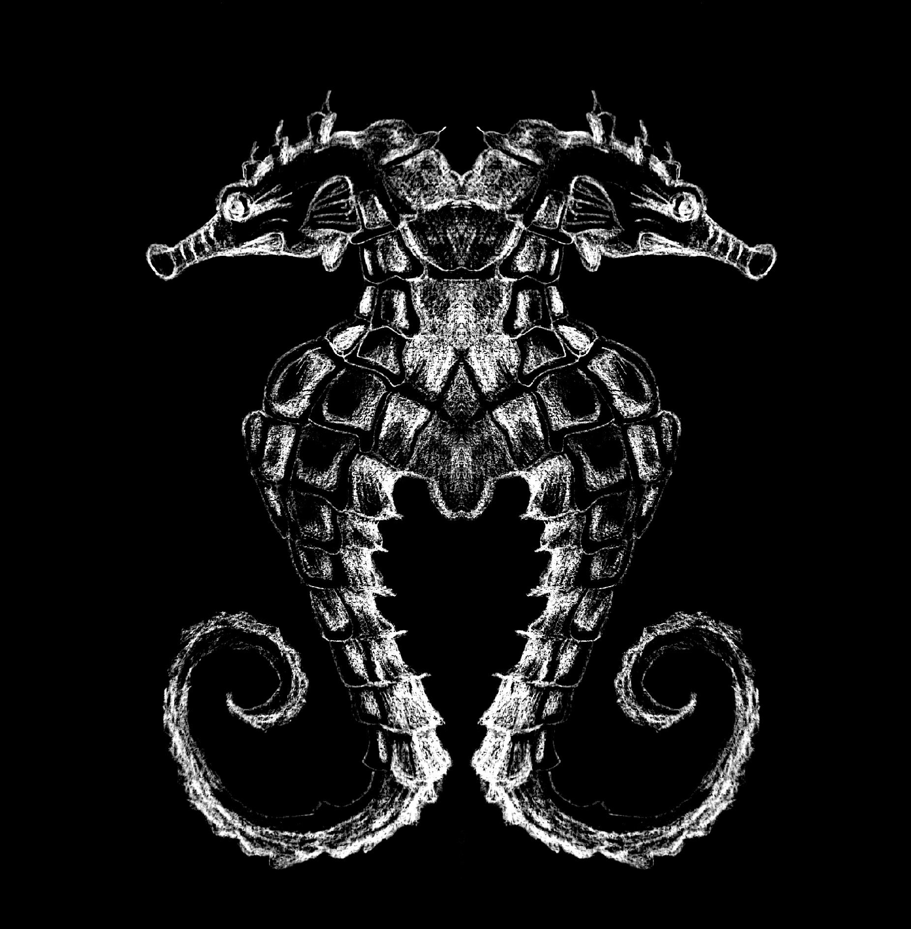 Seahorse - Mořský koník