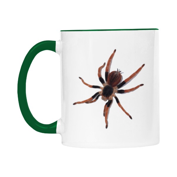 Lasiodora parahybana a Megaphobema robustum 