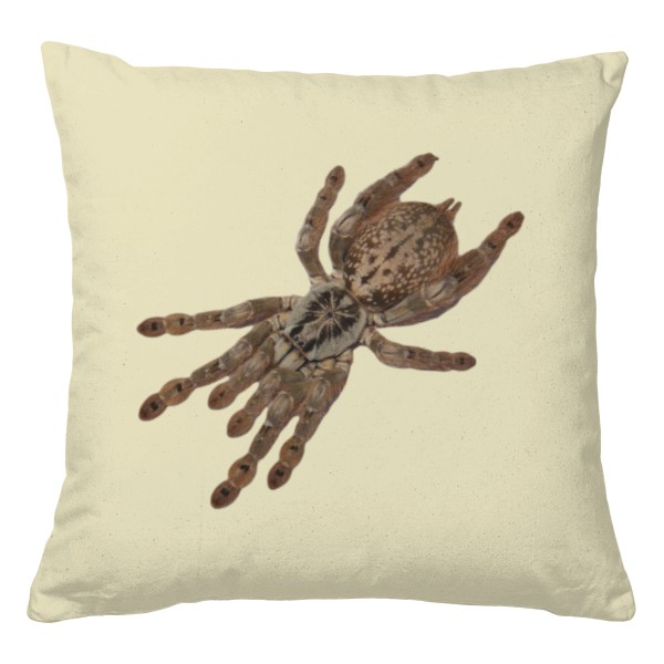 Psalmopoeus irminia a Heteroscodra maculata