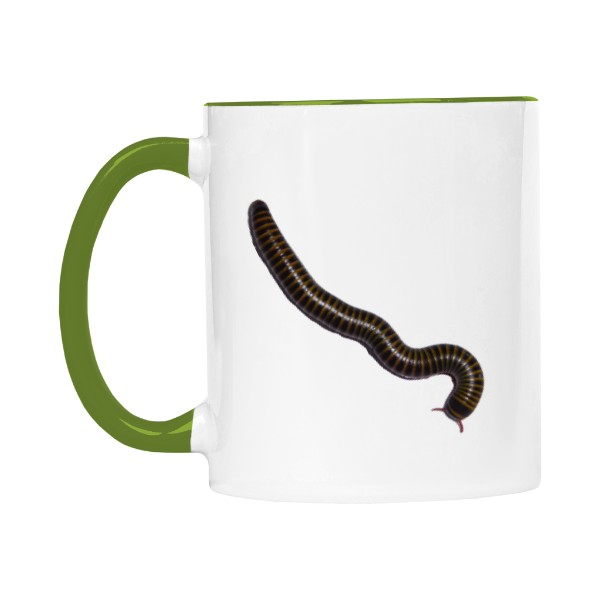 Anadenobolus monilicornis