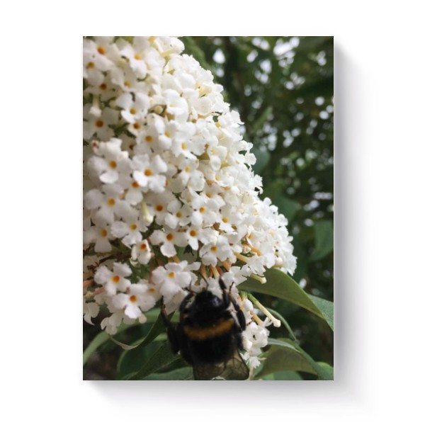 Photo Canvas 3:4 bumble-bee