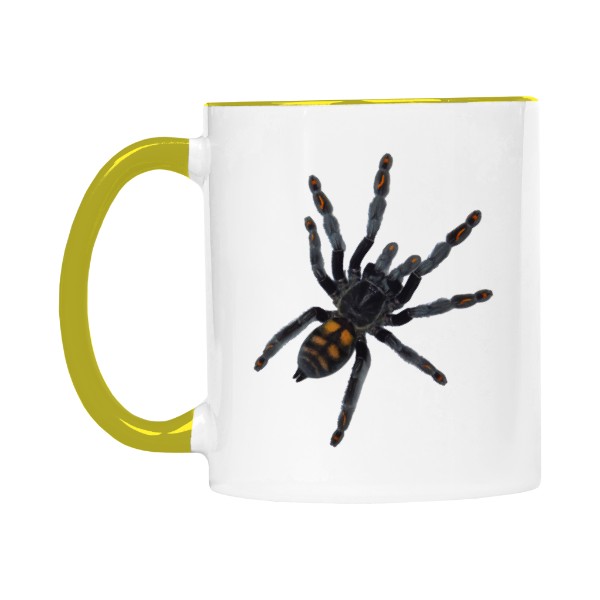 Psalmopoeus irminia a Caribena versicolor 