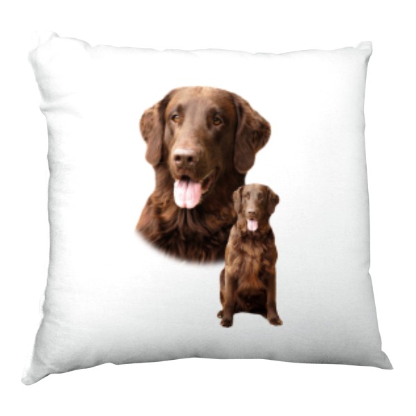 Flat Coated Retriever 