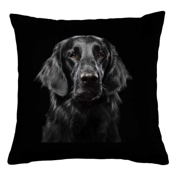 Hlava coated retrievera
