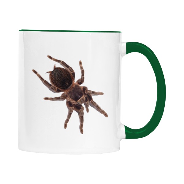 Lasiodora parahybana a Megaphobema robustum 