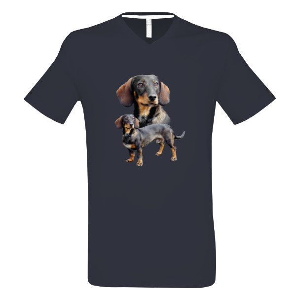 Jezevčík hladkosrstý