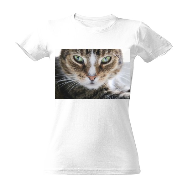 Kočka a drsný pohled