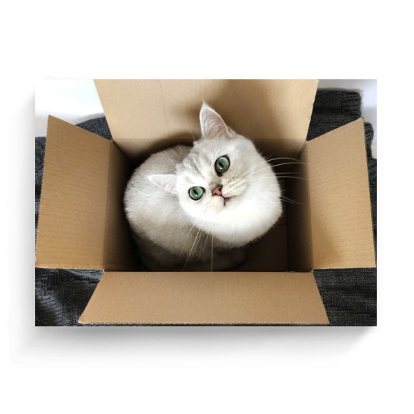 Photo Canvas 4:3 s potiskem Cat in the box