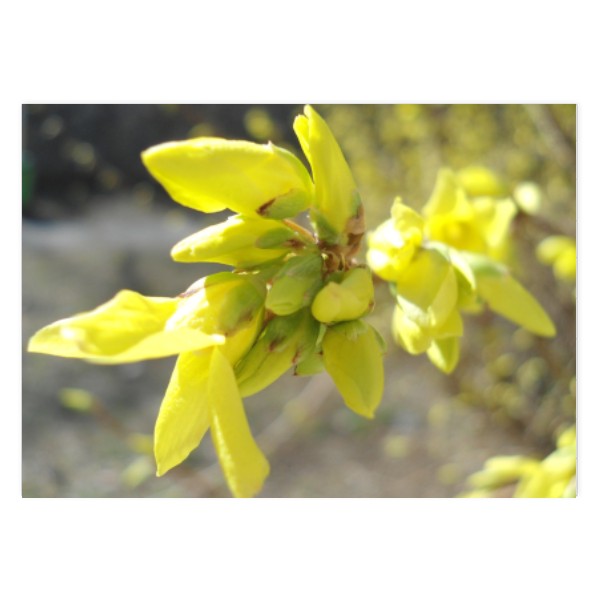 Květy zlatého deště