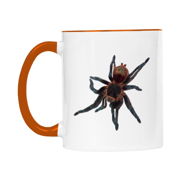 Brachypelma hamorii a Grammostola actaeon 