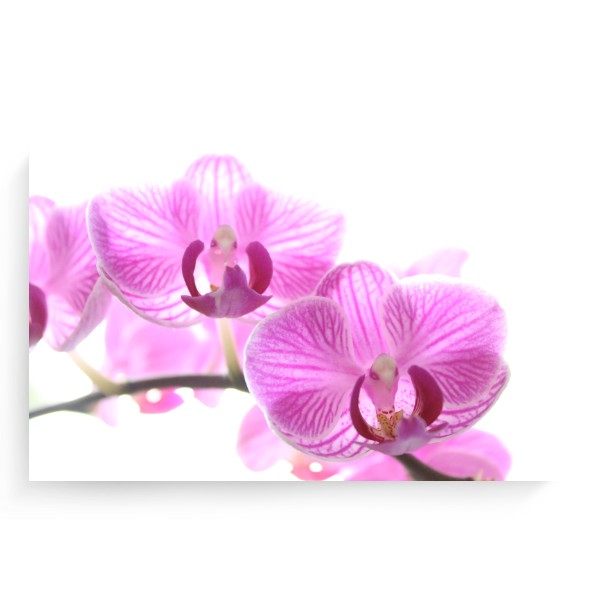 Fotoplátno 3:2 s potiskem Hi Key Orchidej - fotoplátno