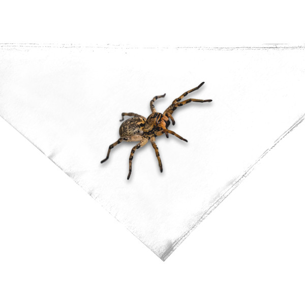 Šátek  s potiskem Pavouk