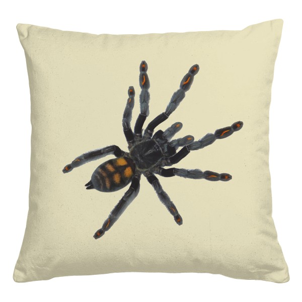 Psalmopoeus irminia a Heteroscodra maculata