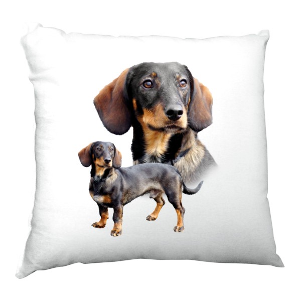 Jezevčík hladkosrstý