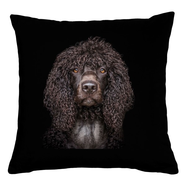 Portugalský vodní pes