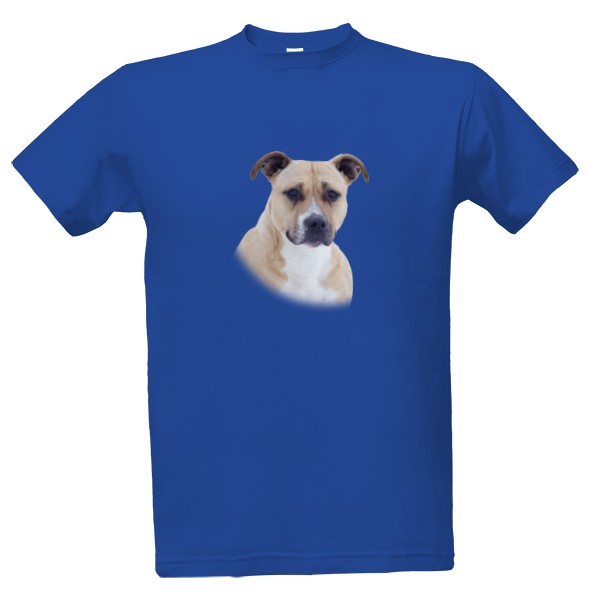 Americký stafordšírský teriér 