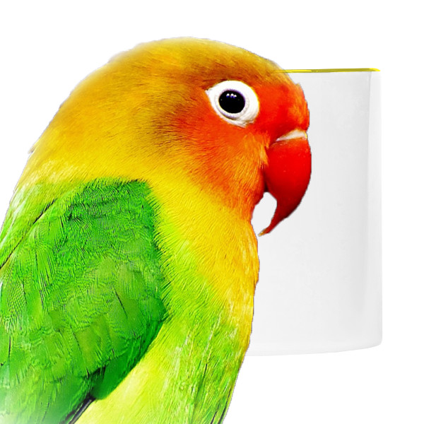 Papoušek - Kopie