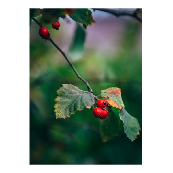 Fotoplátno 2:3 s potiskem Větvička